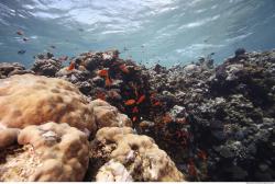 Photo Reference of Umbria Wingate Reef - Sudan